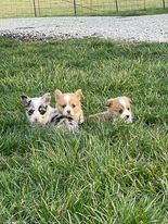 puppies