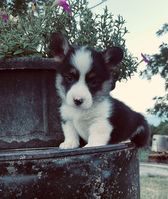 puppies