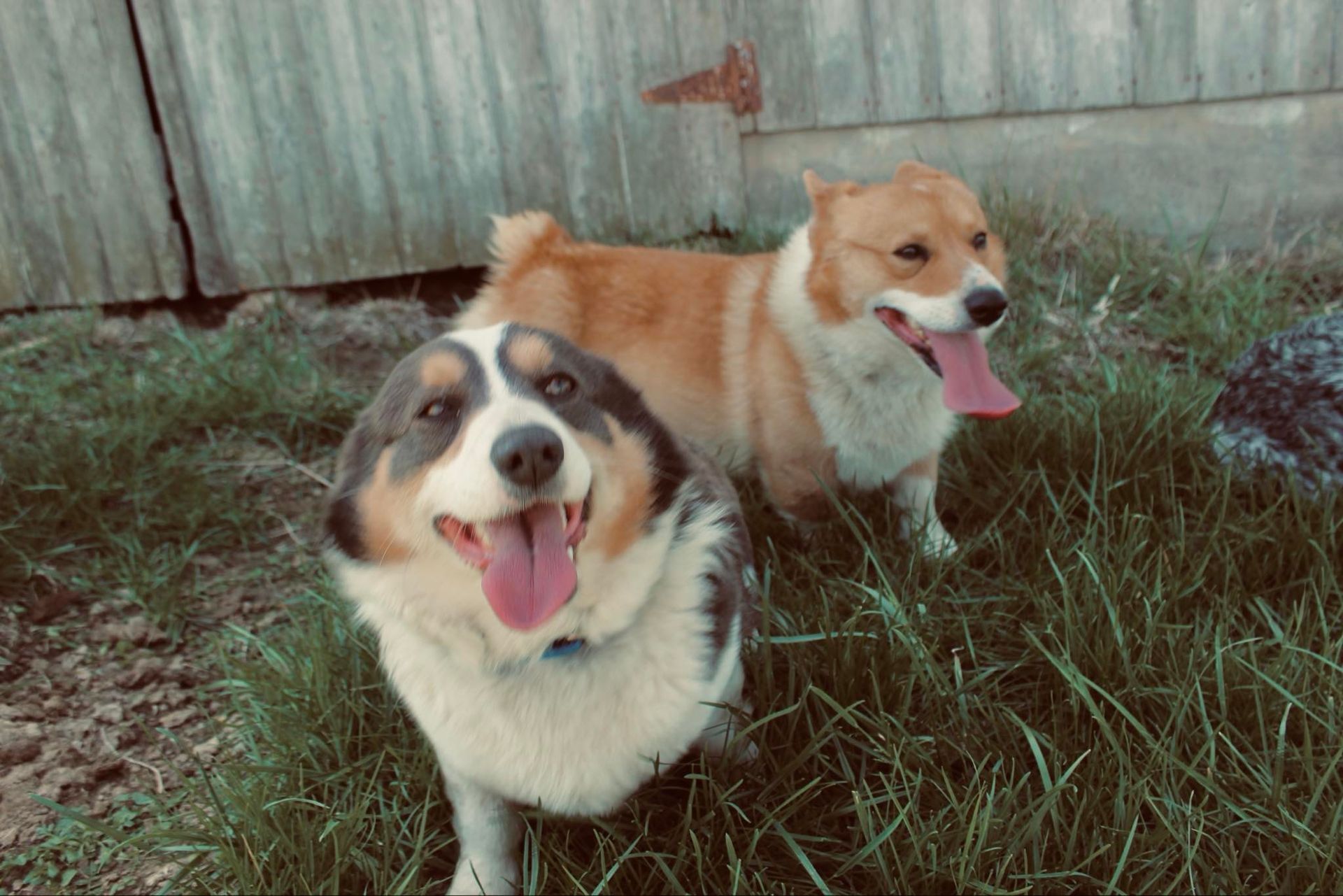 paisley and tator