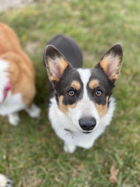 our dogs