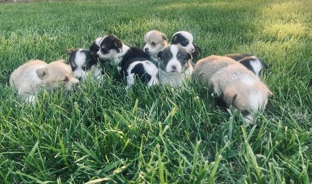 Puppies available 