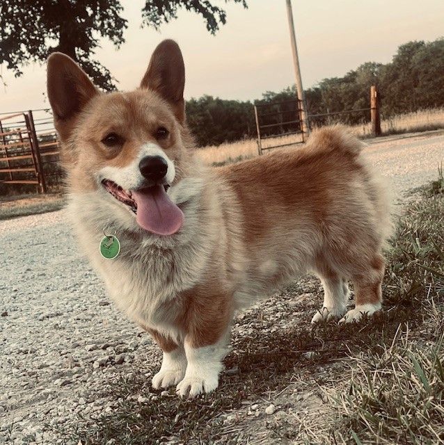 our dogs