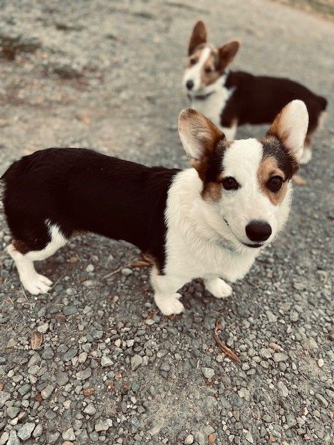 our dogs