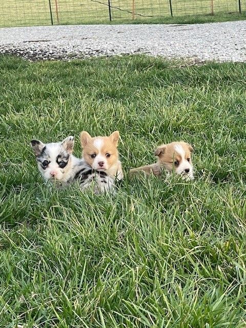 Past Puppies