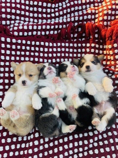 Puppies Available 