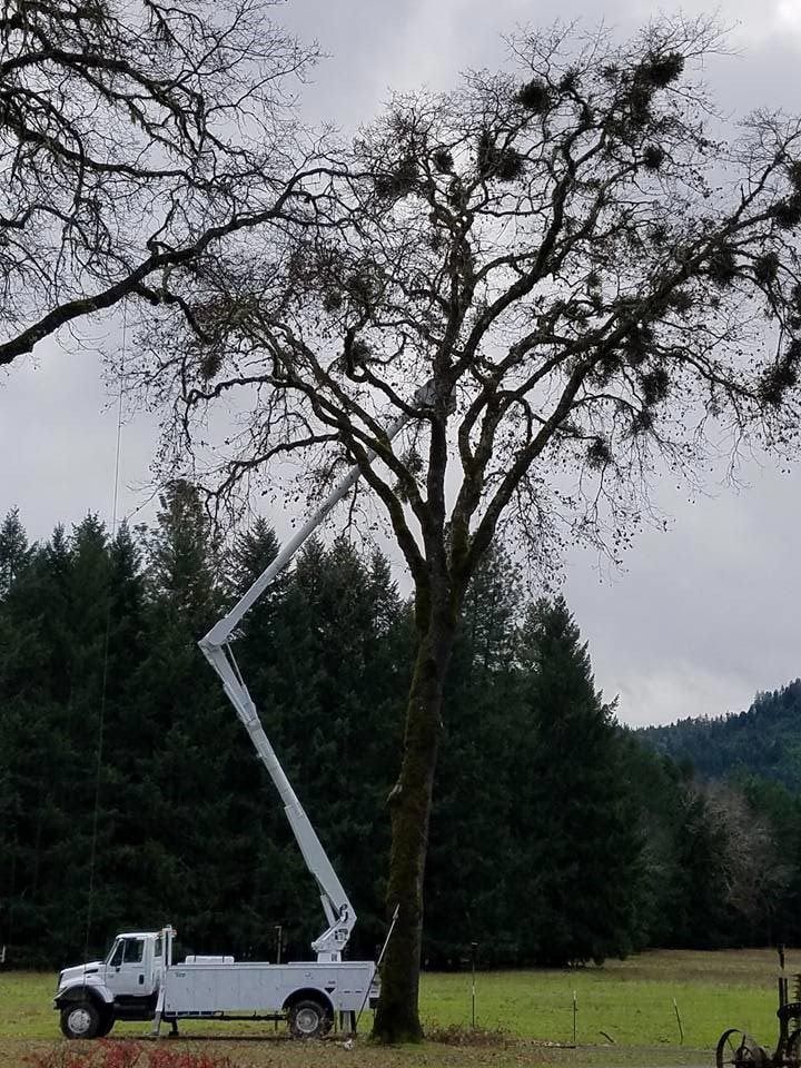 white tree trimming truck
