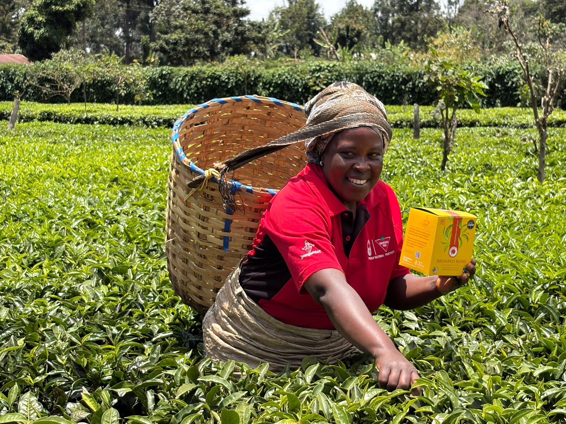 A tea farmer in Kenya picking tea for the Traidcraft Breakfast Tea