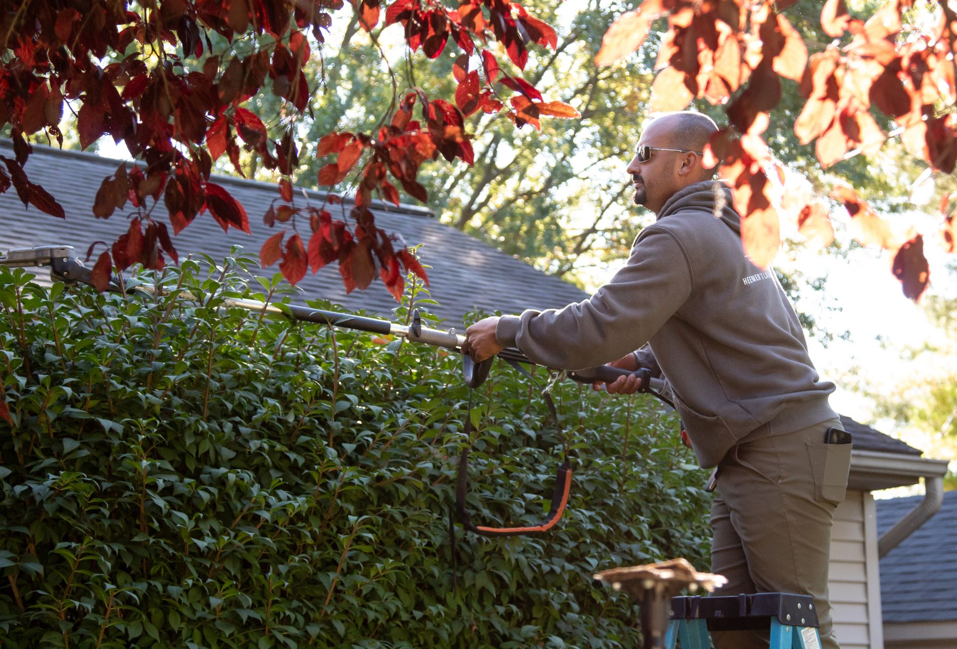 Man on a ladder trimming a hedge with a pole saw. Red leaves overhead.