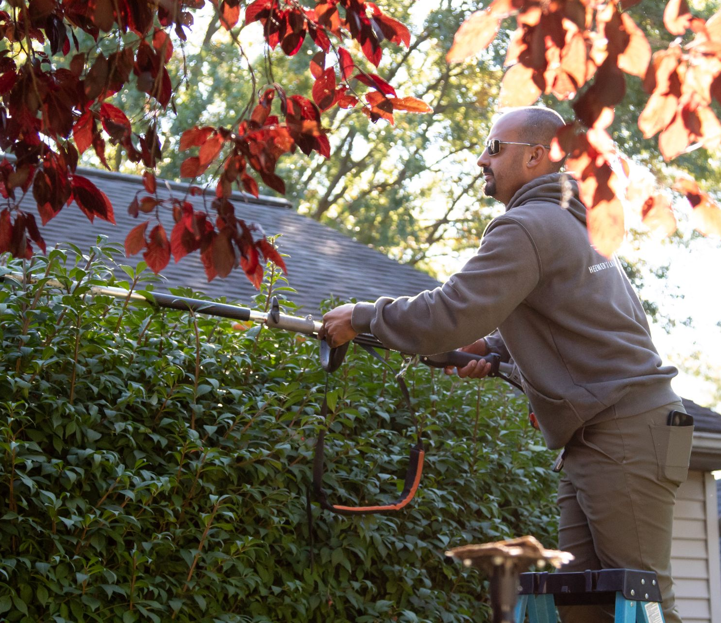 Man on a ladder trimming a hedge with a pole saw. Red leaves overhead.