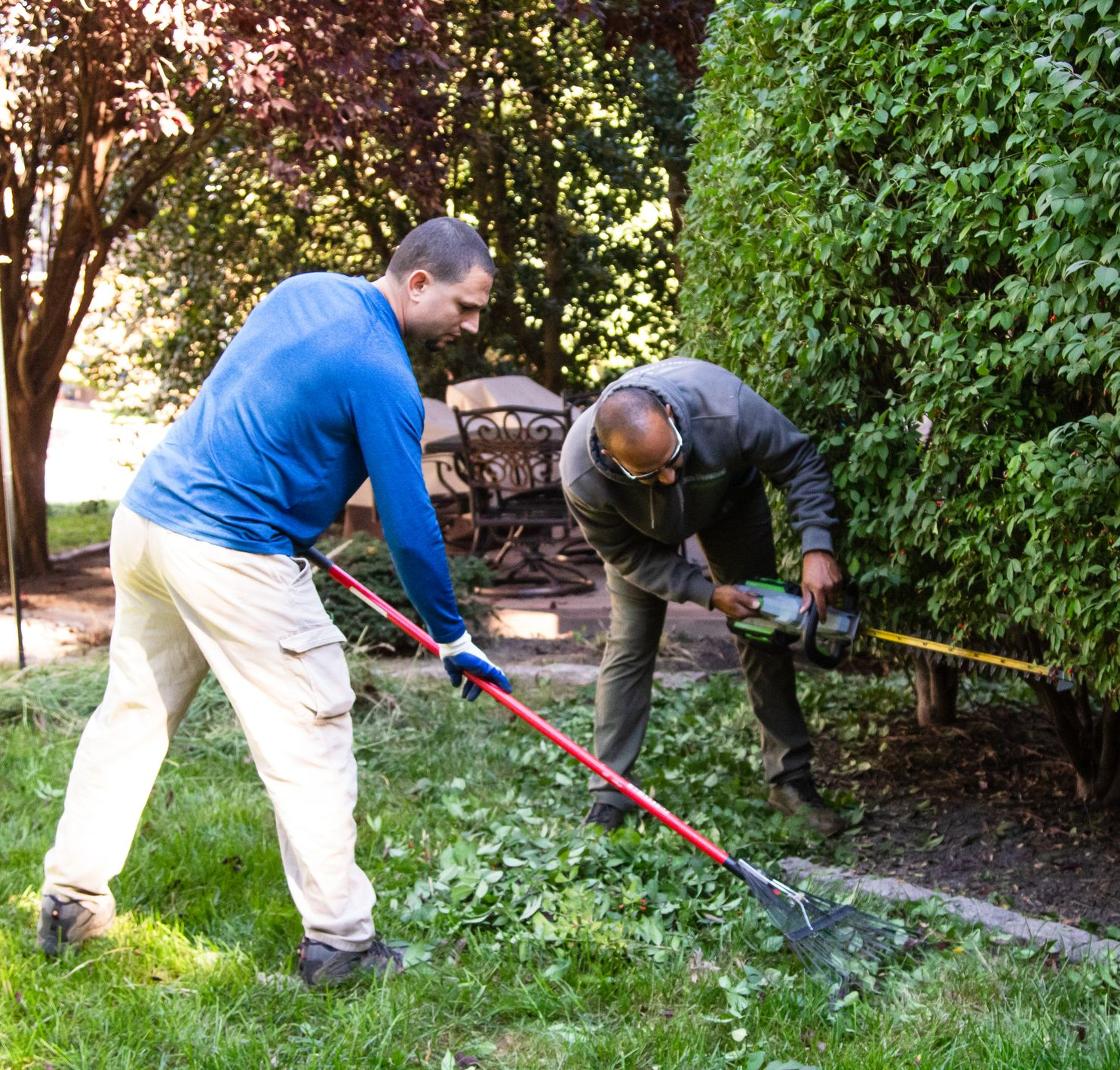 Two people trimming and raking a hedge in a yard.