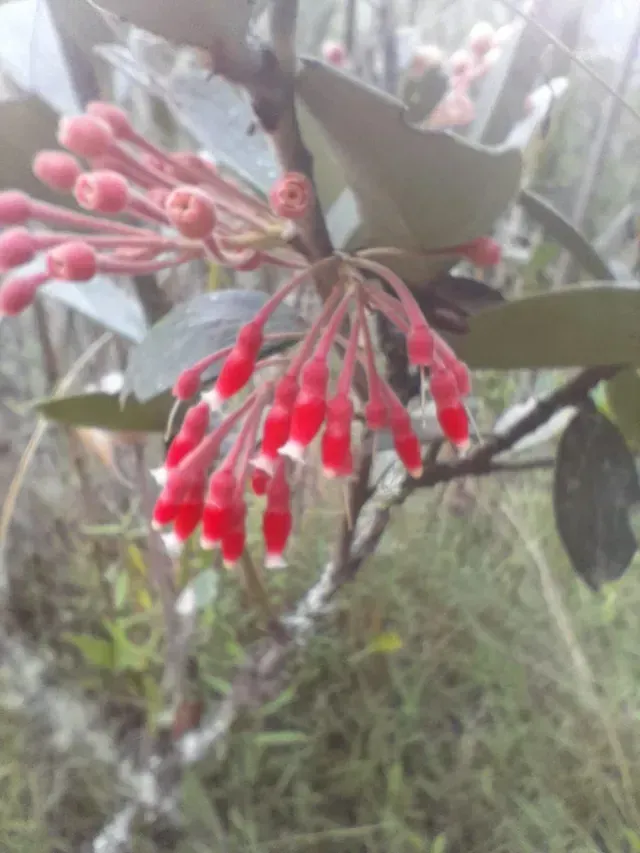 Primer plano de capullos de flores rojas en una planta frondosa al aire libre