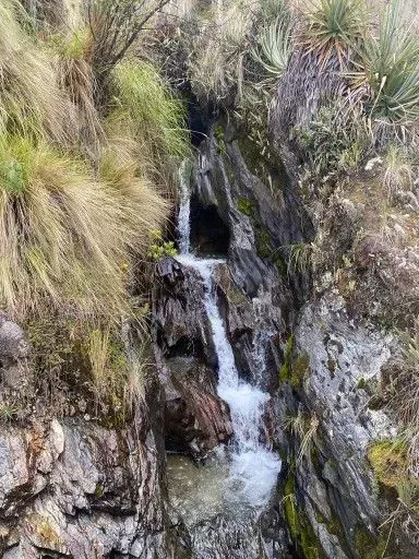 Pequeña cascada que fluye suavemente por una grieta rocosa, rodeada de hierba alta y musgo