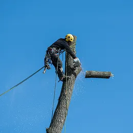A man is climbing a tree with a chainsaw.