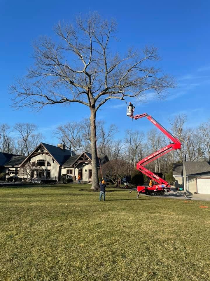 A man is standing in front of a large tree being cut down by a crane.