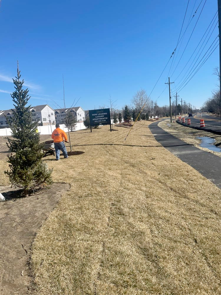 A man is pushing a wheelbarrow with a christmas tree in it.