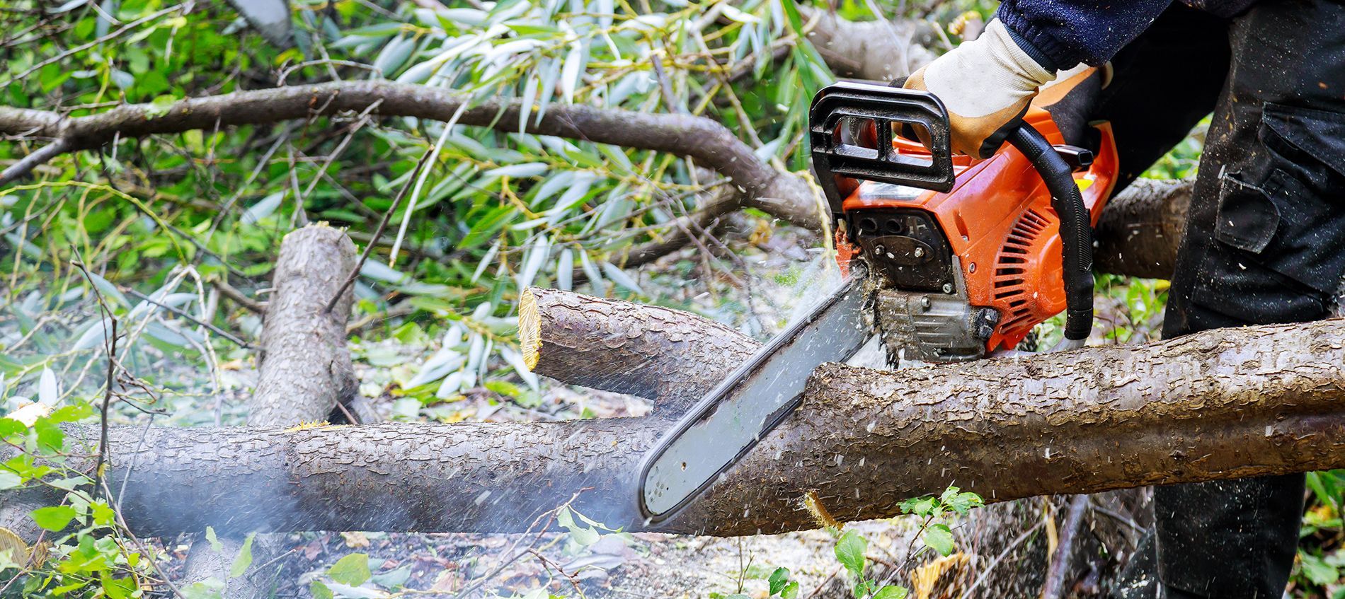 Chainsaw cutting a fallen tree trunk amid scattered branches and leaves outdoors