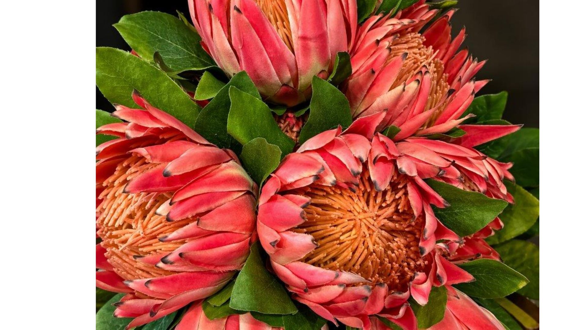 Close-up of pink protea flowers with green leaves and orange centers