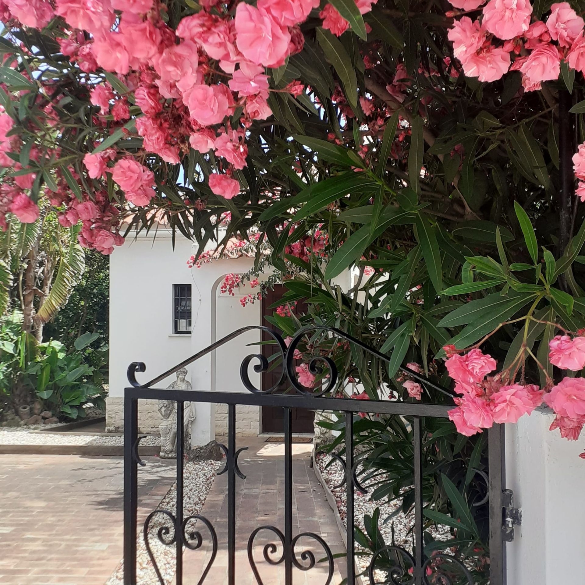 Villa in Cabanas Tavira, white house, geen bushes, pink flowers. 