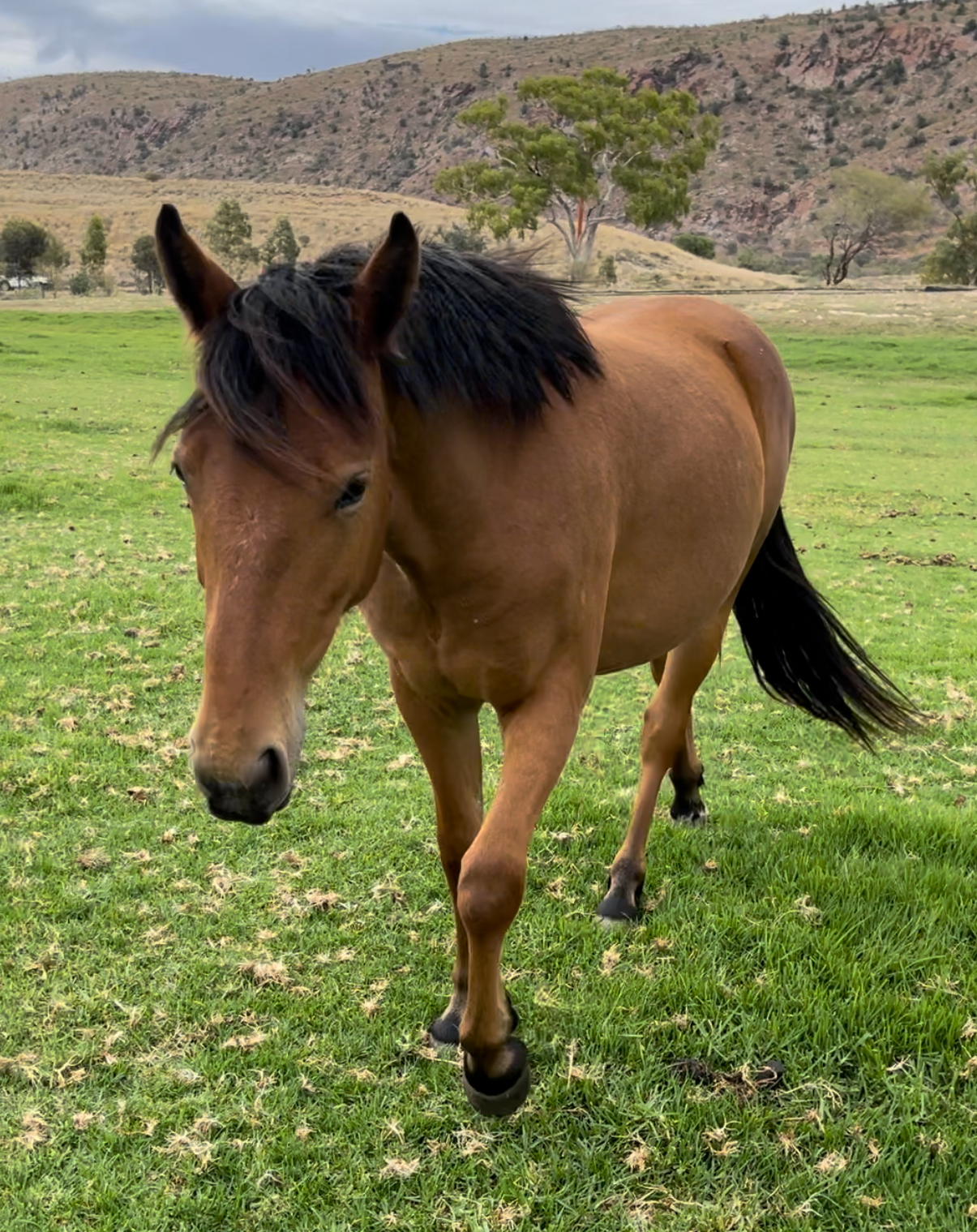 Brown horse with black mane and tail walking on green grass, mountains in the background.