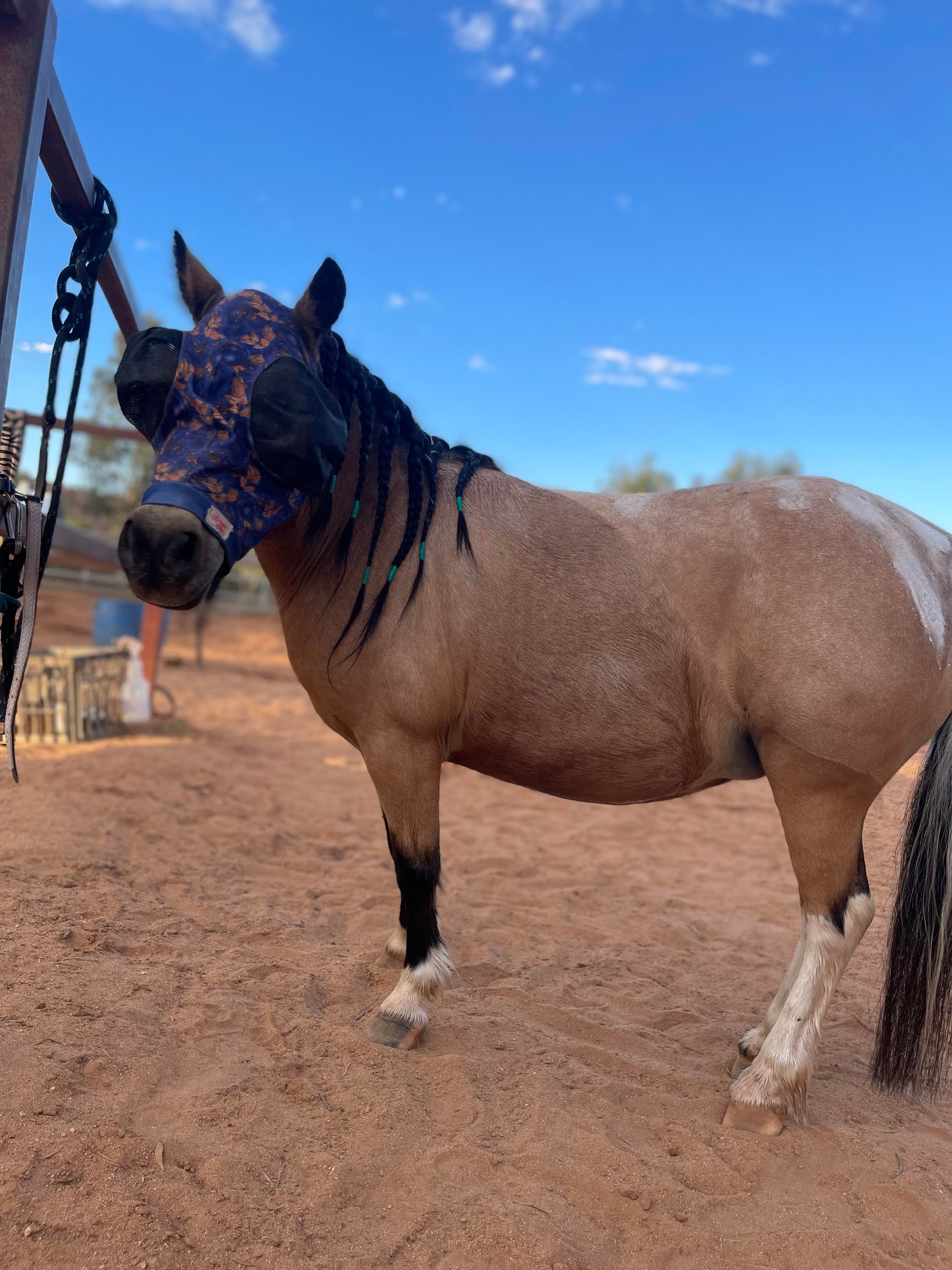 A tan horse with black legs and a fly mask stands in a sandy enclosure under a blue sky.