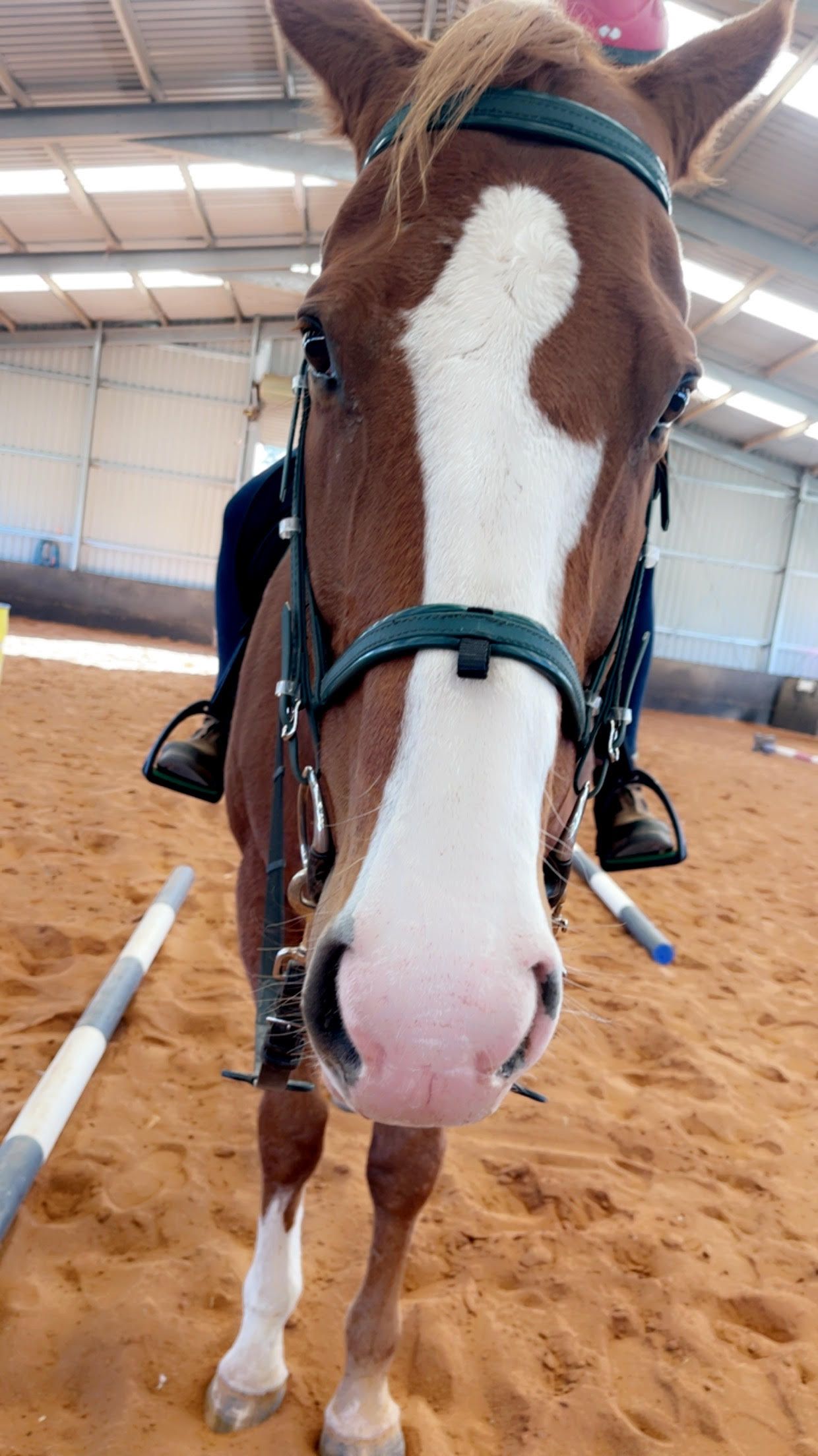 Brown horse with a large white blaze, wearing a bridle, stands in a sandy arena. The horse looks towards the camera.