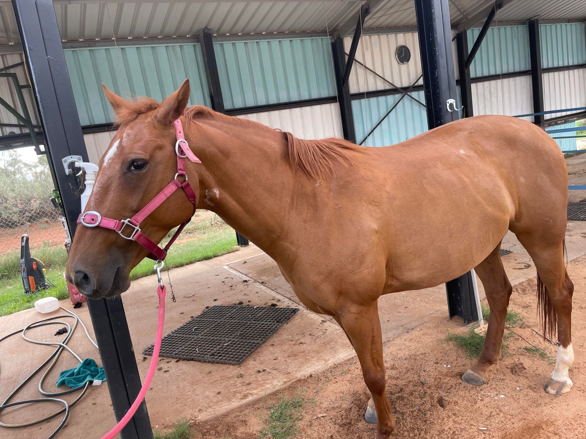A chestnut-colored horse wearing a pink halter stands in a stable area. It has a white blaze and a white sock on one leg.