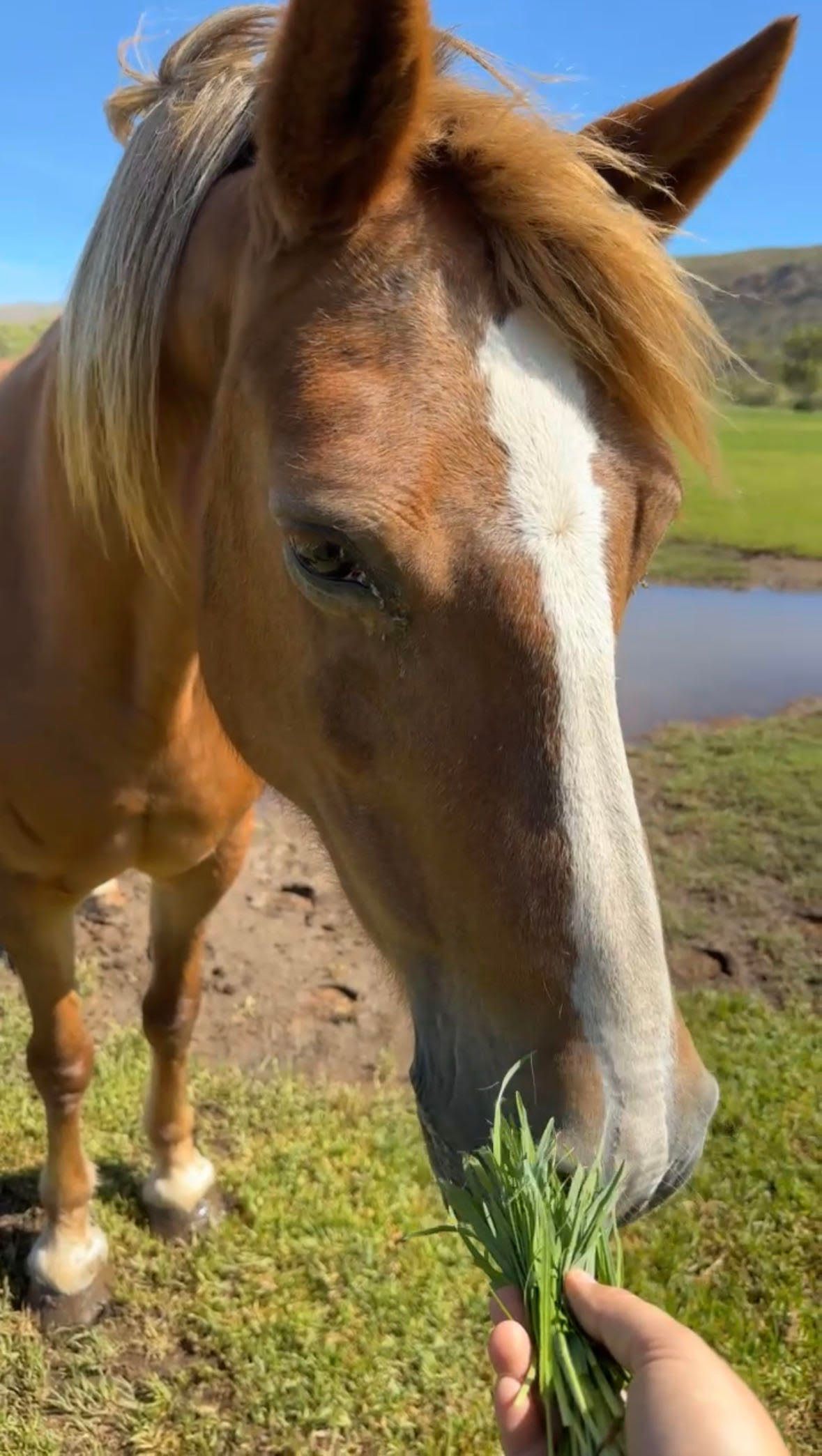 A brown horse with a white blaze eats grass from a person's hand outdoors.
