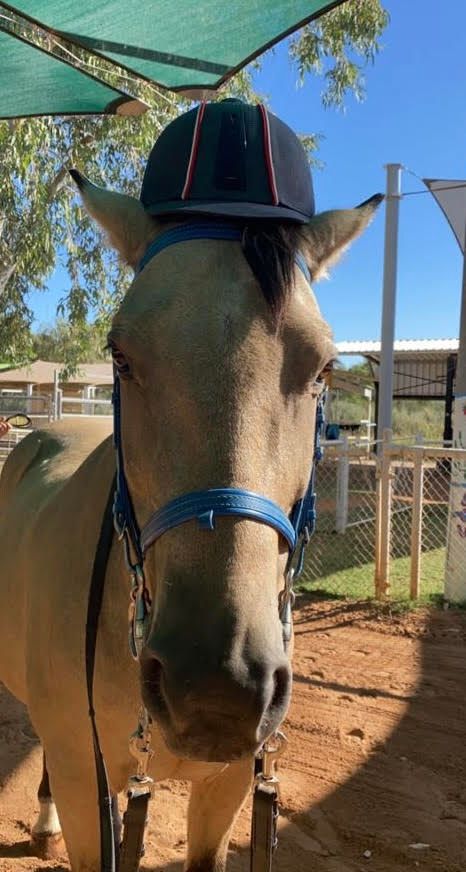 A horse wearing a riding helmet and halter stands outdoors in front of a chain-link fence.