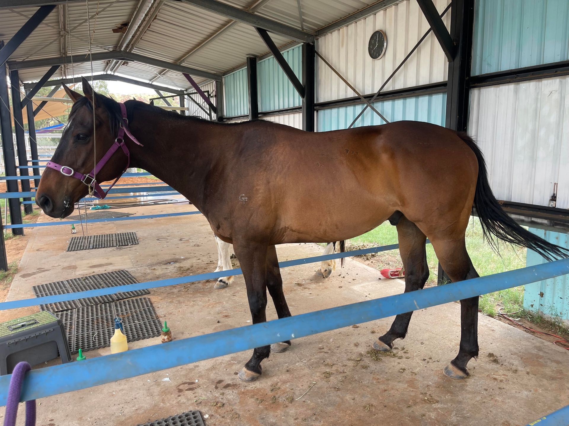 Brown horse with a purple halter standing in a stable. It has dark legs and a black tail.