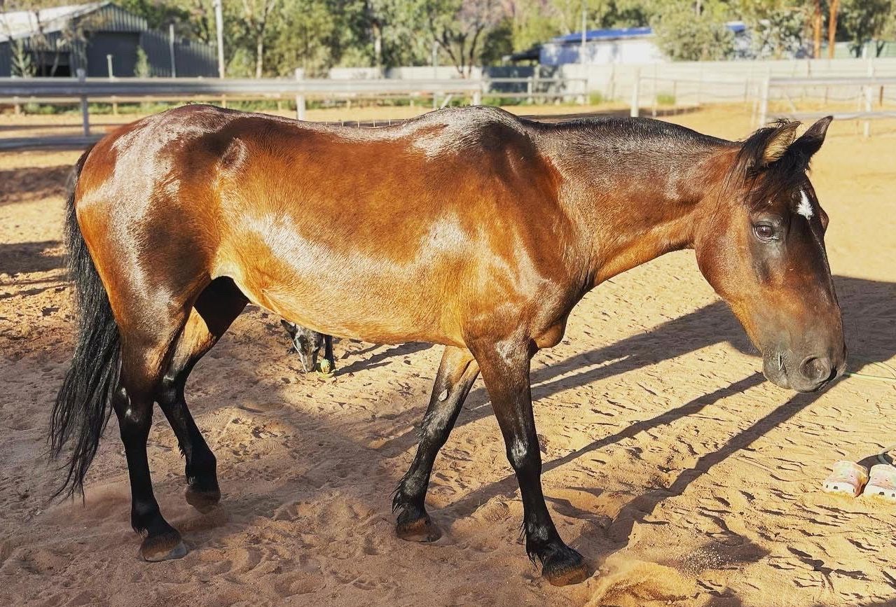 Brown mule standing in a sandy pen with black legs and tail, a white blaze on its face, and looking downward.