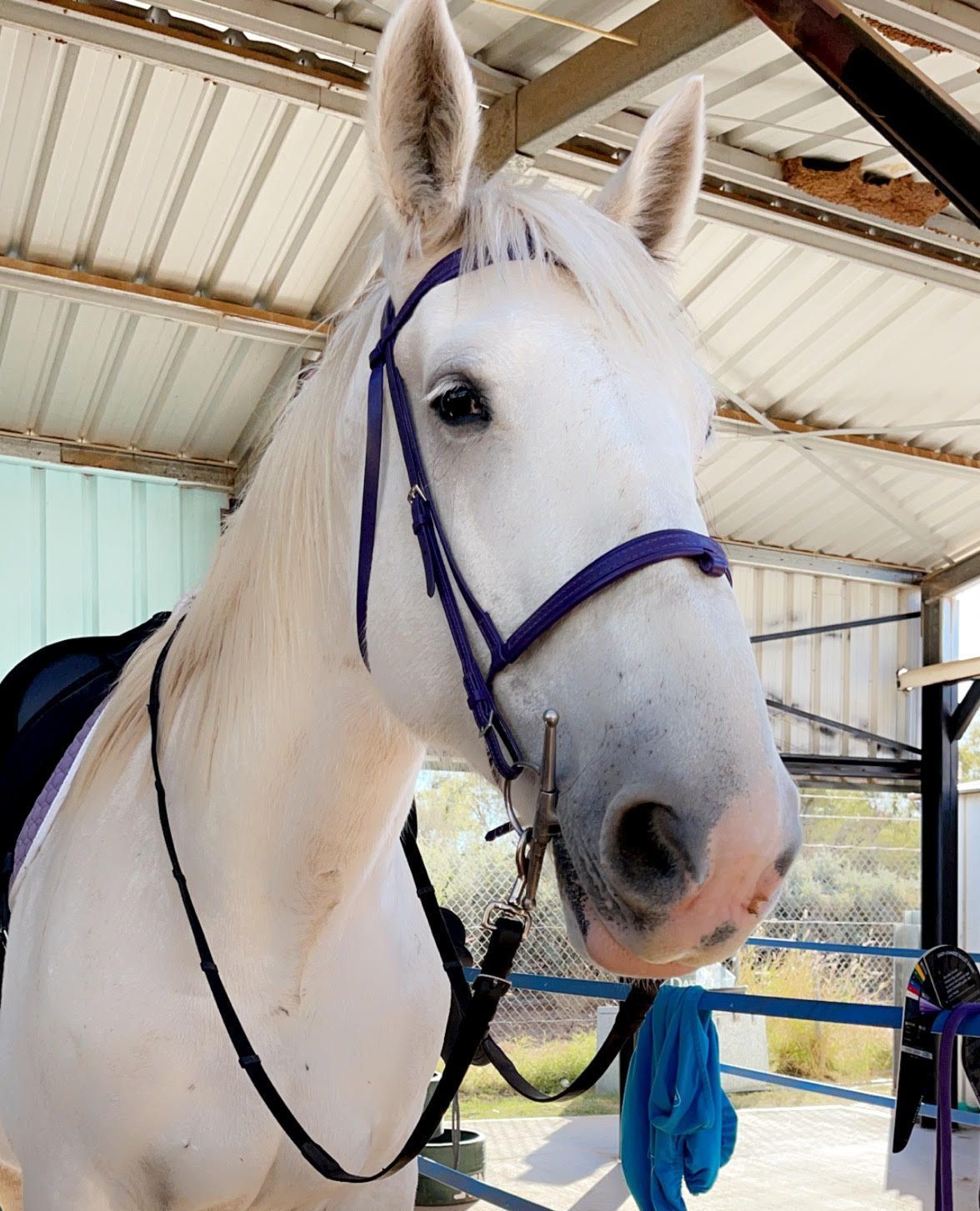 White horse wearing a purple bridle and saddle, standing inside a stable, looking forward.