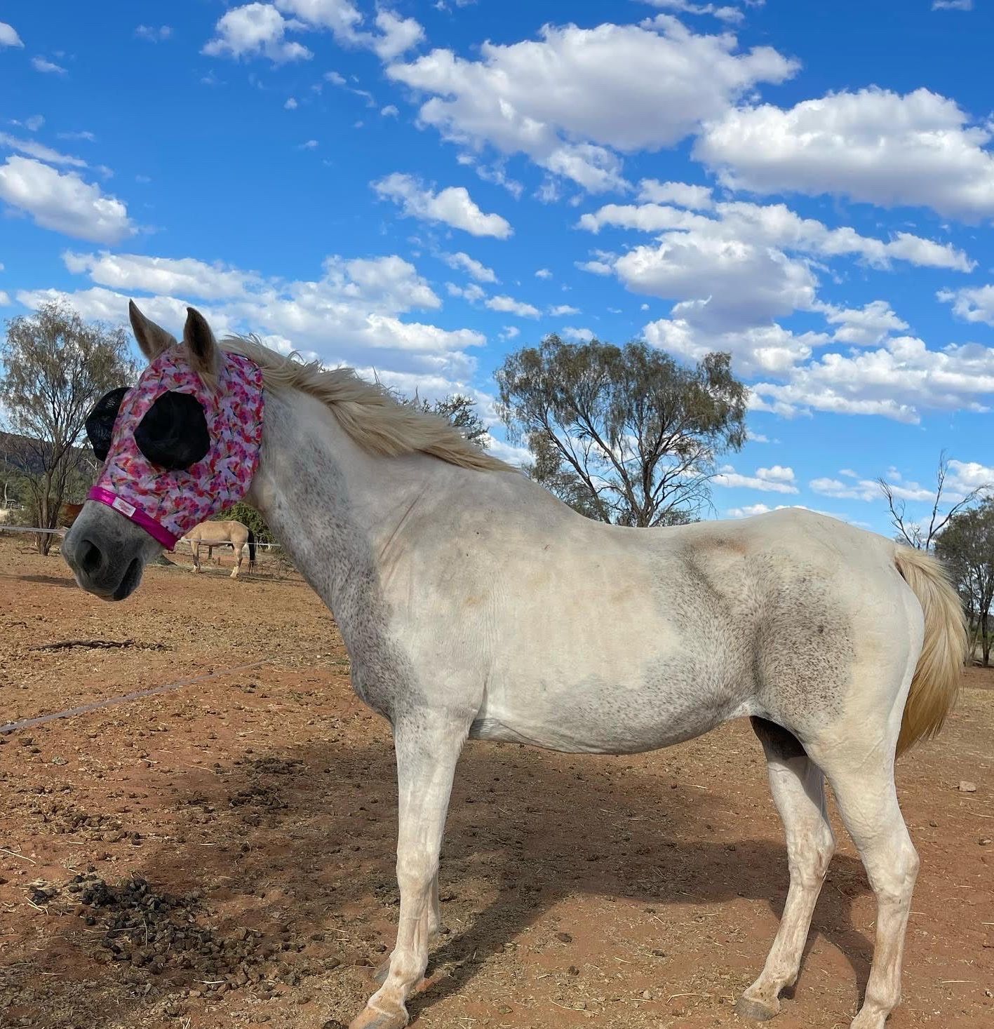 White horse wearing a pink and black fly mask, standing outdoors on dry ground under a blue sky with clouds.