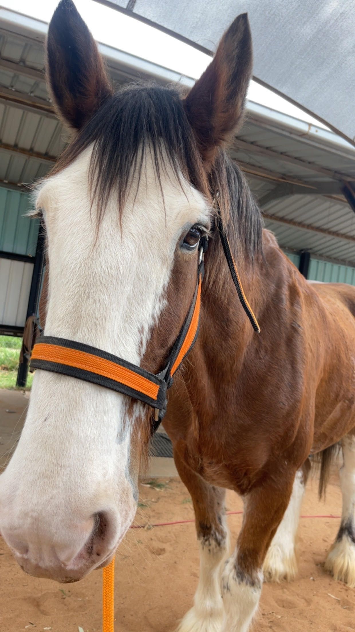 A brown and white horse wearing an orange halter, standing in a barn. The horse has a calm expression.