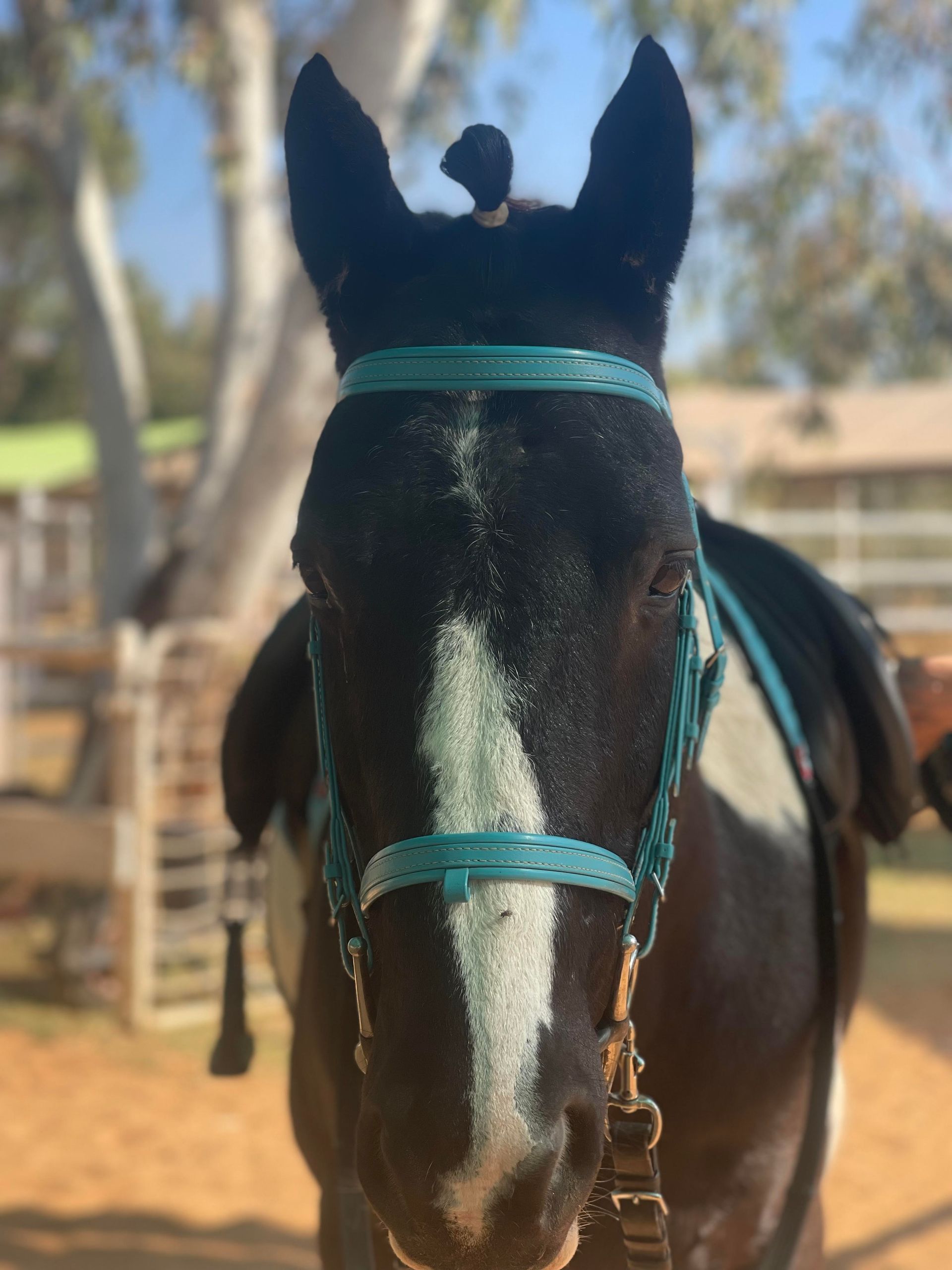 Black and white horse wearing a teal bridle and saddle, outside with a neutral expression.