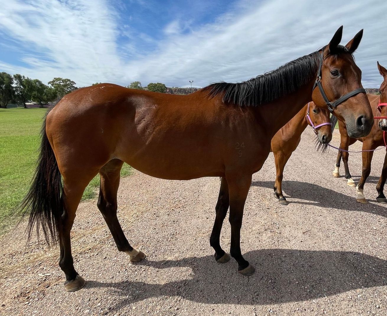 Bay horse with black mane and tail, standing on a gravel path in a sunny outdoor setting. Other horses are in the background.