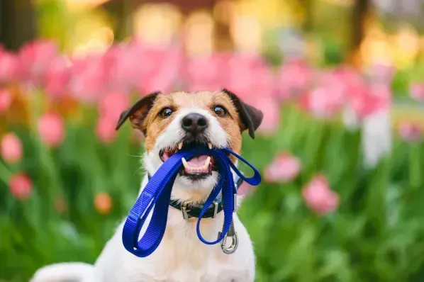 Happy puppy
