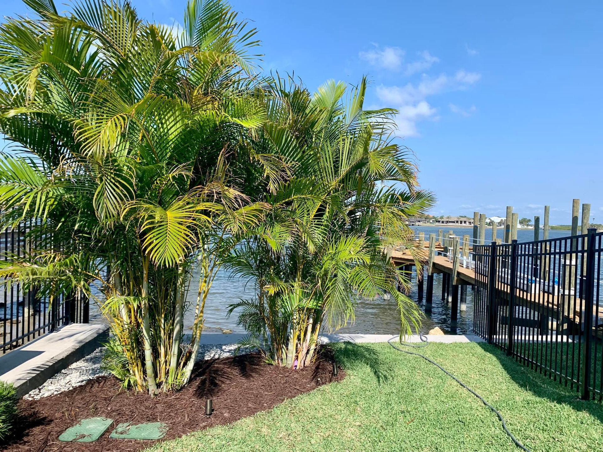 Palm trees by water with a dock and a black fence under a blue sky.