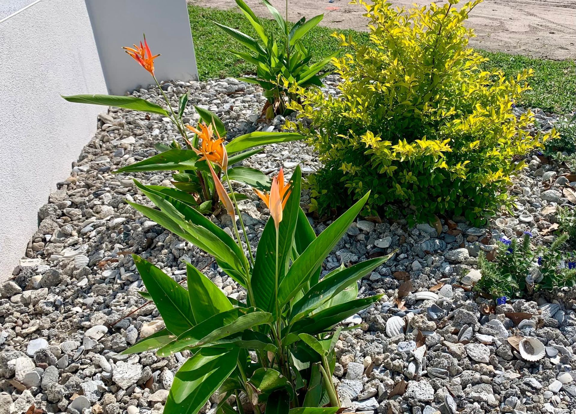 Orange butterflies on green plants in a garden bed with gray stones.