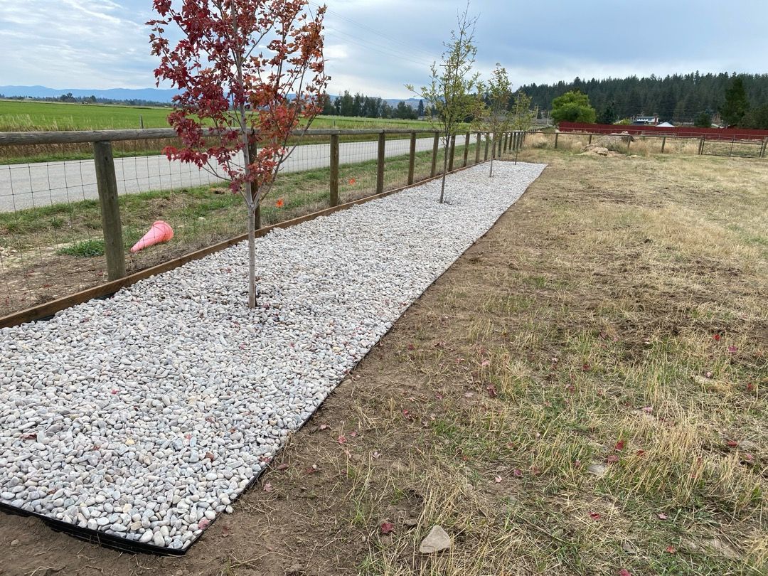 Row of young trees planted along a fence, with gravel ground cover in an open field.