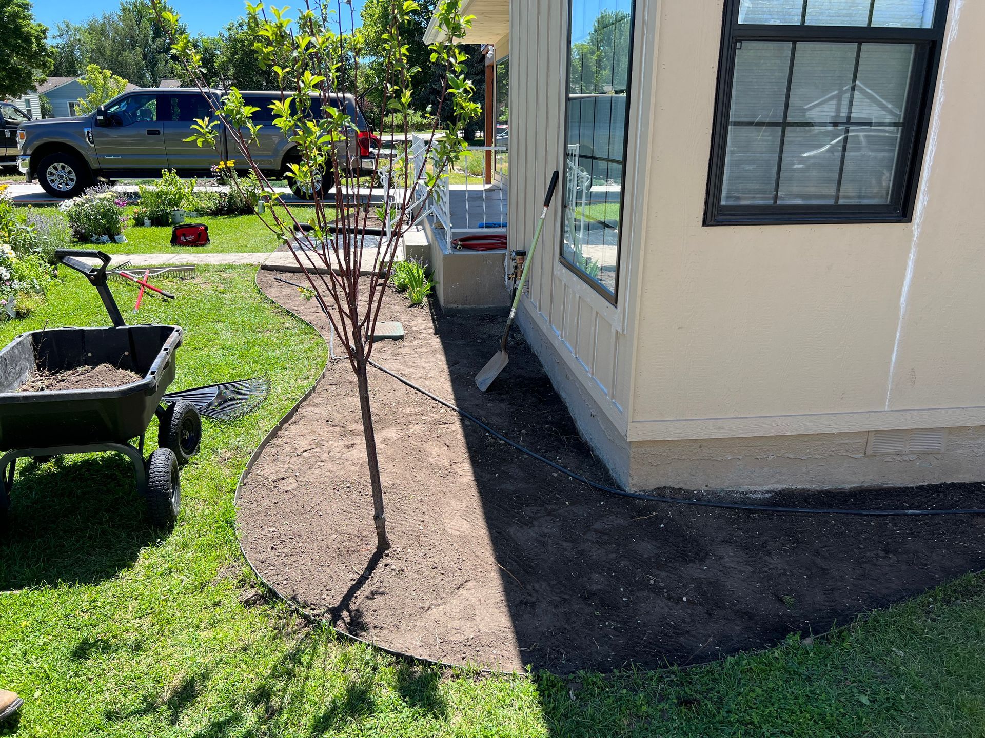 A tree planted near a building. A wheelbarrow, and freshly turned soil are visible.