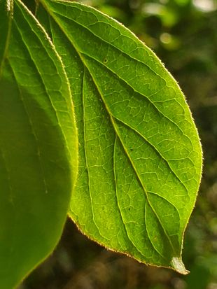 Close-up of a bright green leaf with visible veins and a blurred leafy background