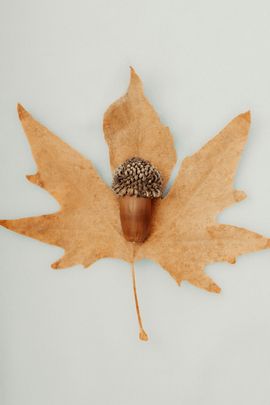 Decorative oak leaf with an acorn centered on a light background