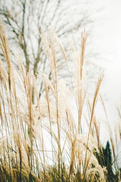 Tall beige ornamental grasses swaying against a pale sky with a bare tree in the background