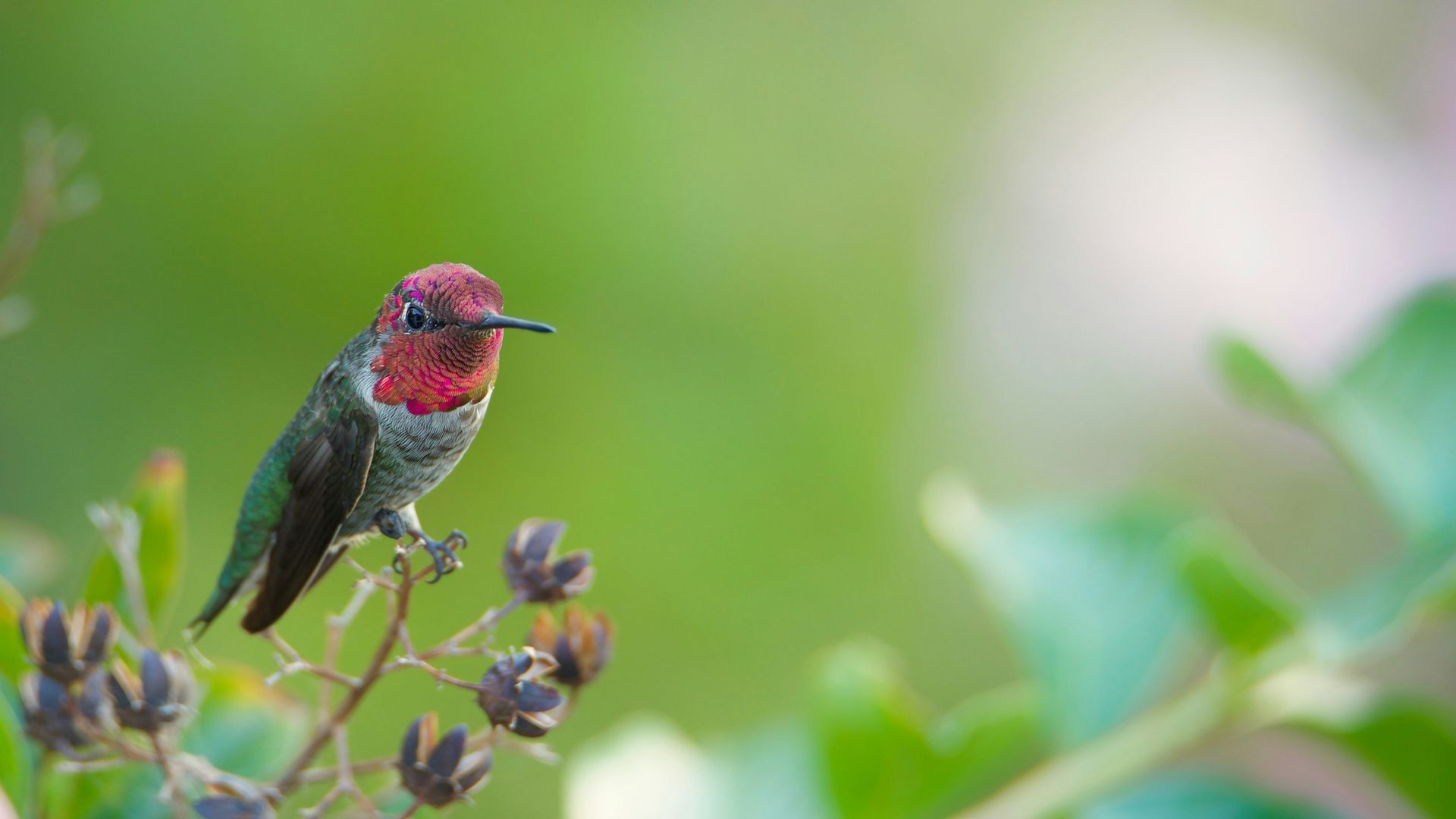 Small red hummingbird perched on a twig against a soft green background