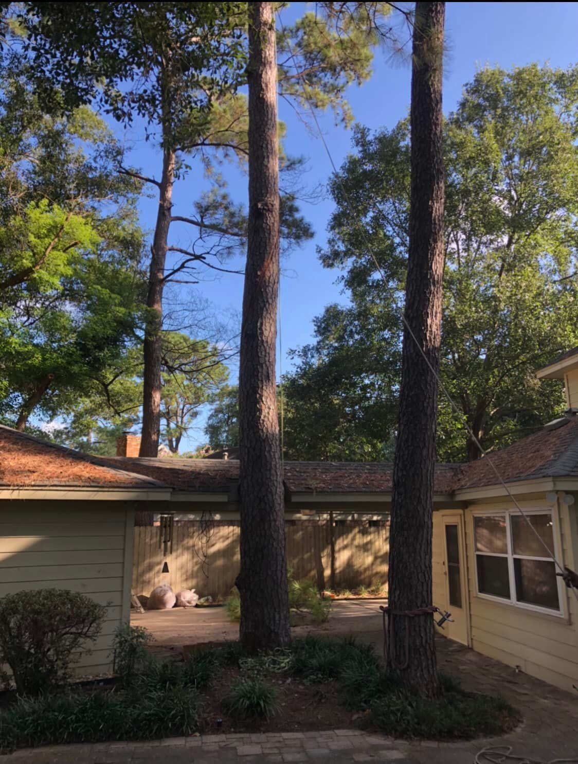 Backyard courtyard with tall pine trees between beige houses under a clear blue sky