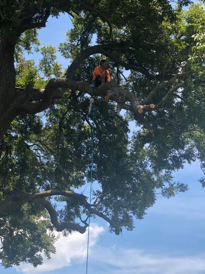 Arborist in orange harness high in a leafy tree, with a rope hanging below against a blue sky.