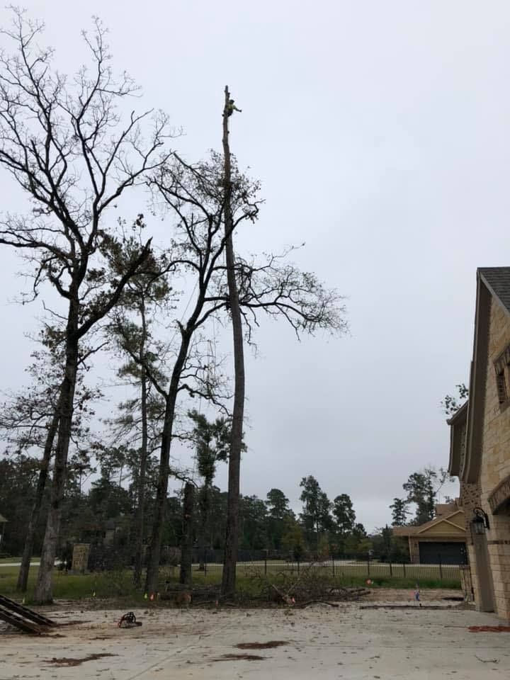 Bare yard beside a building with tall leafless trees under an overcast sky