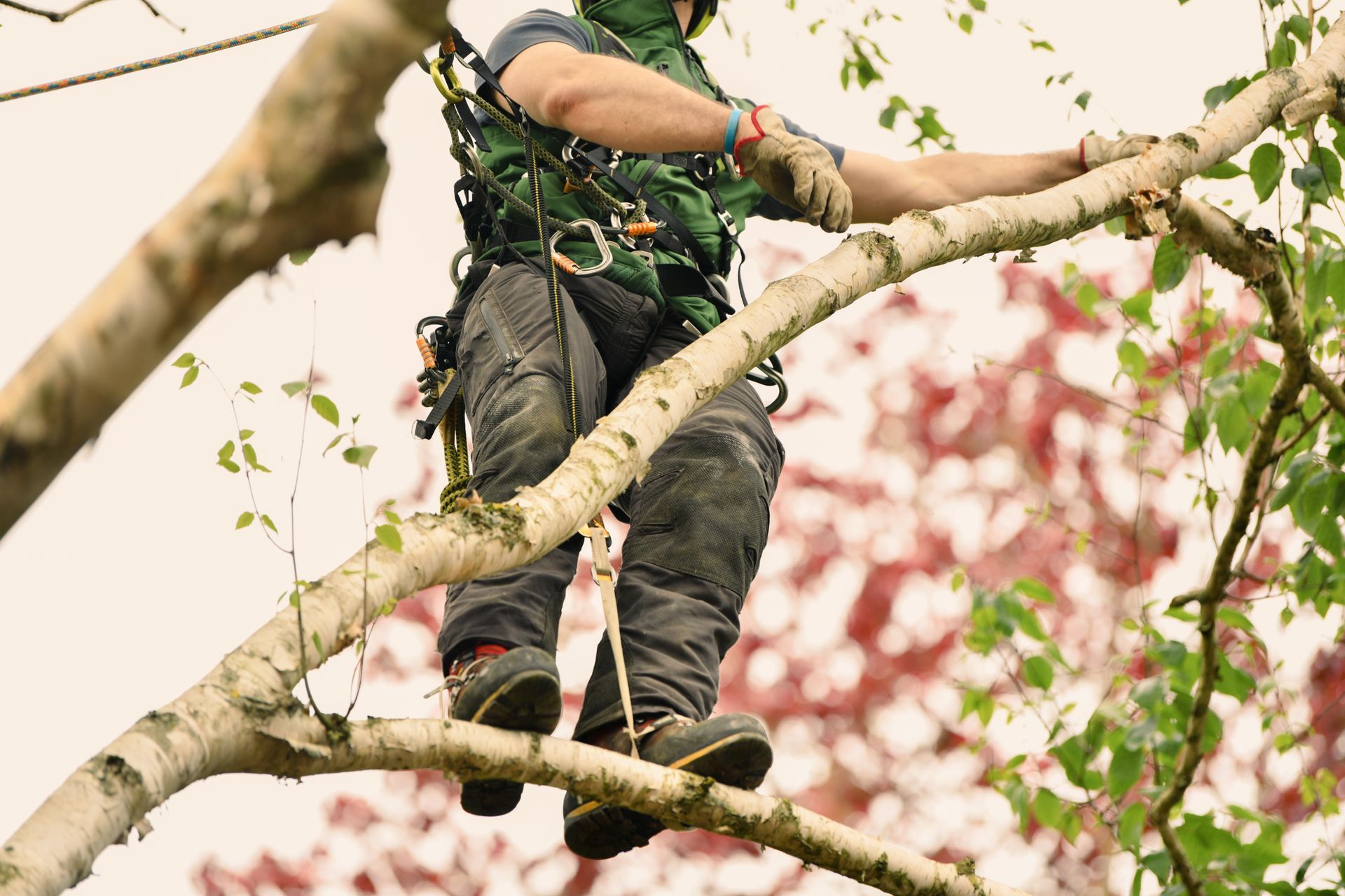 Person in a tree among spring blossoms, wearing dark climbing gear and a green top