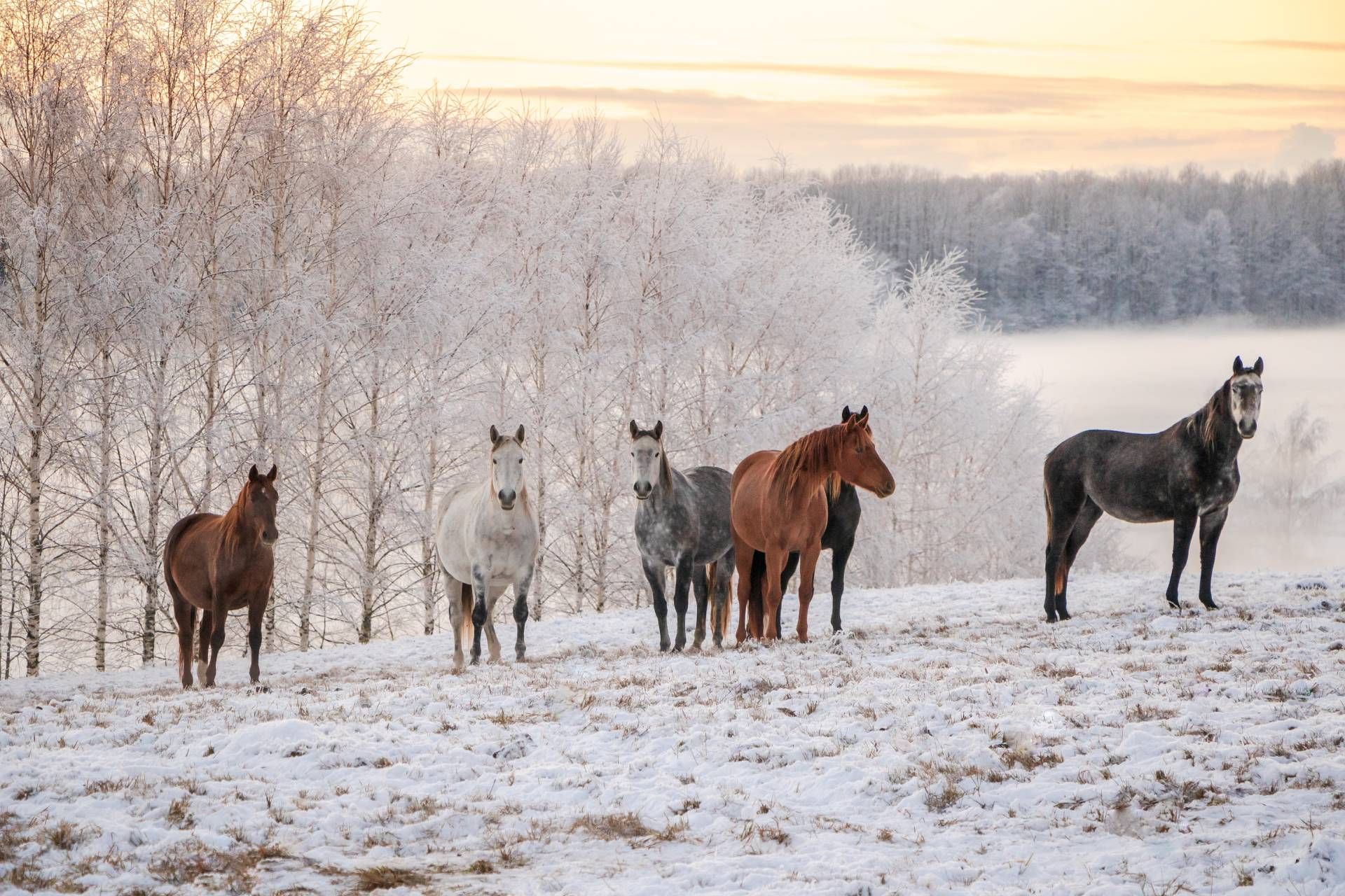 An image of several horses standing near each other on a beautiful snowy day 
