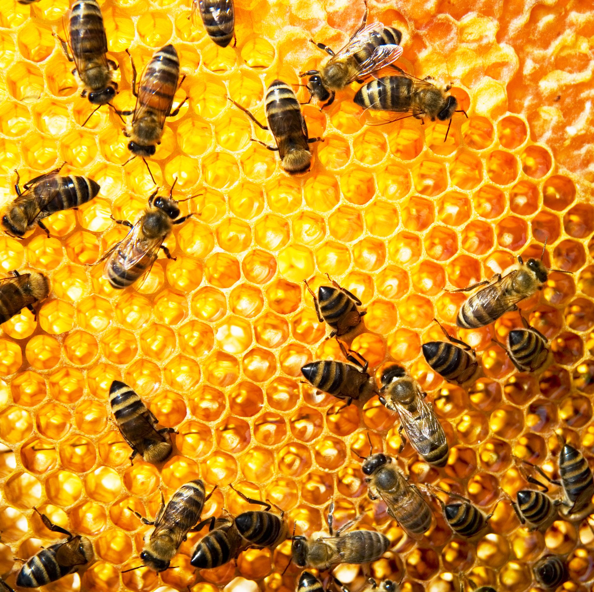 Bee Removal Service in Riverside County, CA | Bee Wranglers Inc